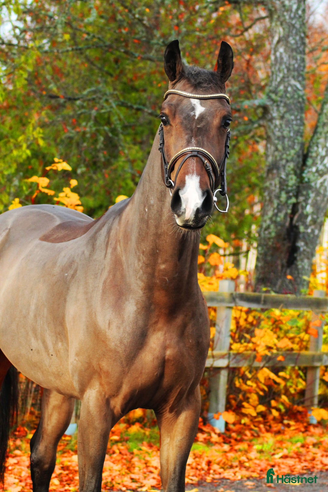Hoppning hästar till salu: 4år e: Hardrock Z i Åtvidaberg - Annons 8
