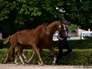 hästar Valack e. Blue Hors Zackerey - Annons 12
