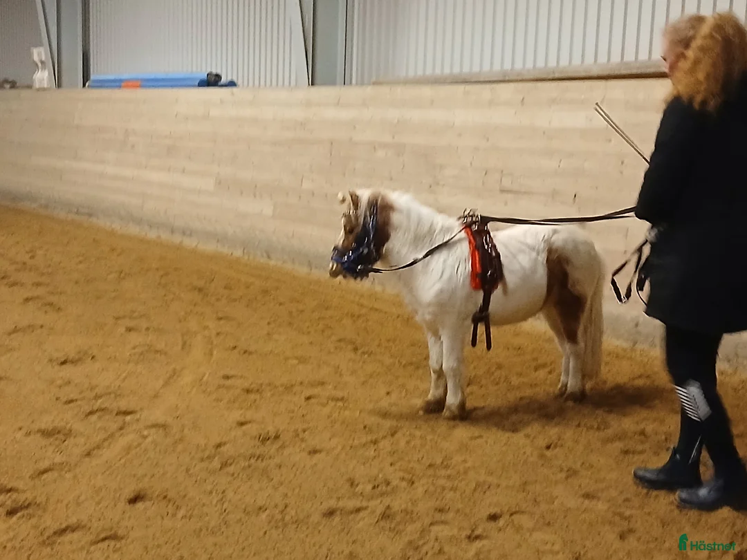 Övrigt hästar till salu: Lilla Bob letar ett hem utan små barn! - Annons 4