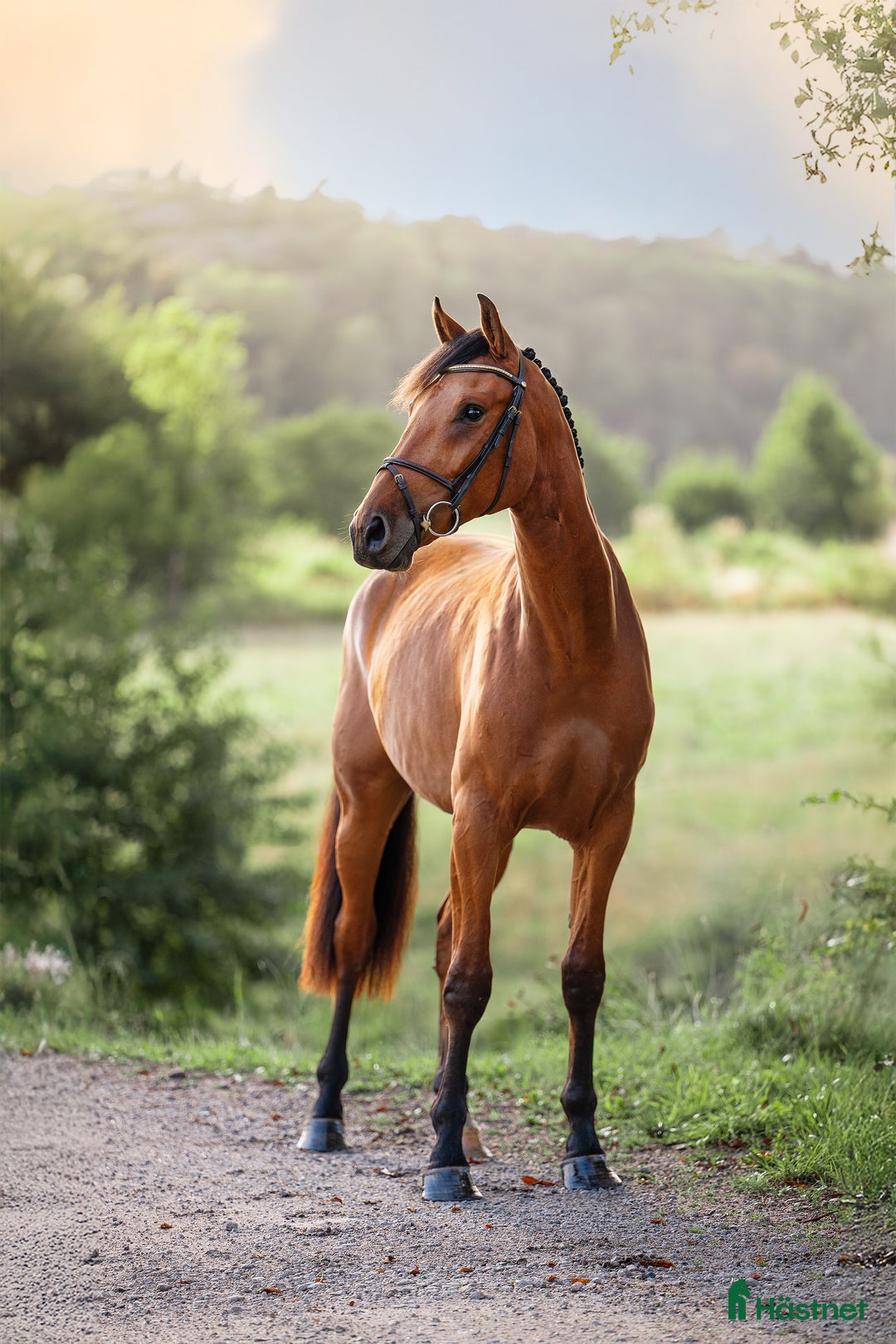 Hoppning hästar till salu: Lovande 2-åring i Hunnebostrand - Annons 2