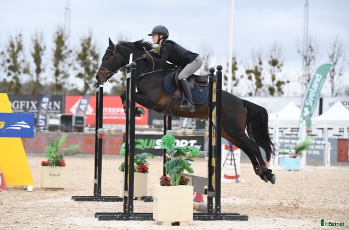  hästar ✨Elitponny för de största klasserna✨ i Ekerö - Annons 7