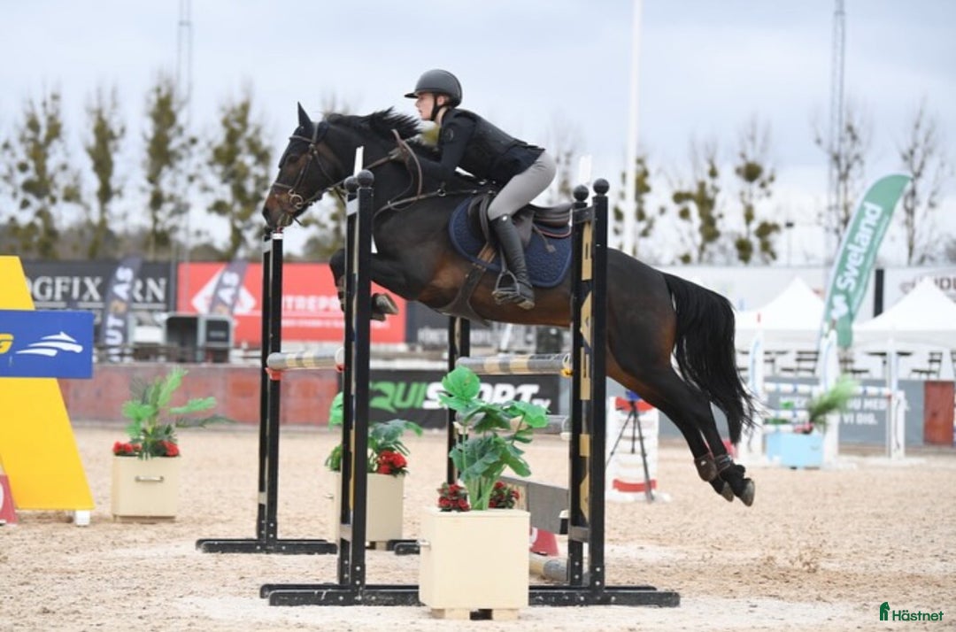 Hoppning hästar till salu: ✨Elitponny för de största klasserna✨ i Ekerö - Annons 1