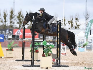 hästar ✨Elitponny för de största klasserna✨ i Ekerö - Annons 13