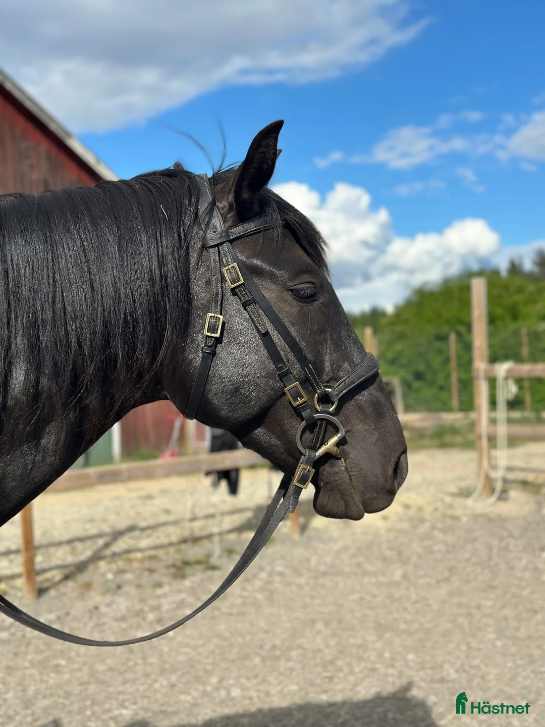 Working Equitation hästar till salu: Svart Lusitano med mycket utvecklingspotential i Sörbygden - Annons 2