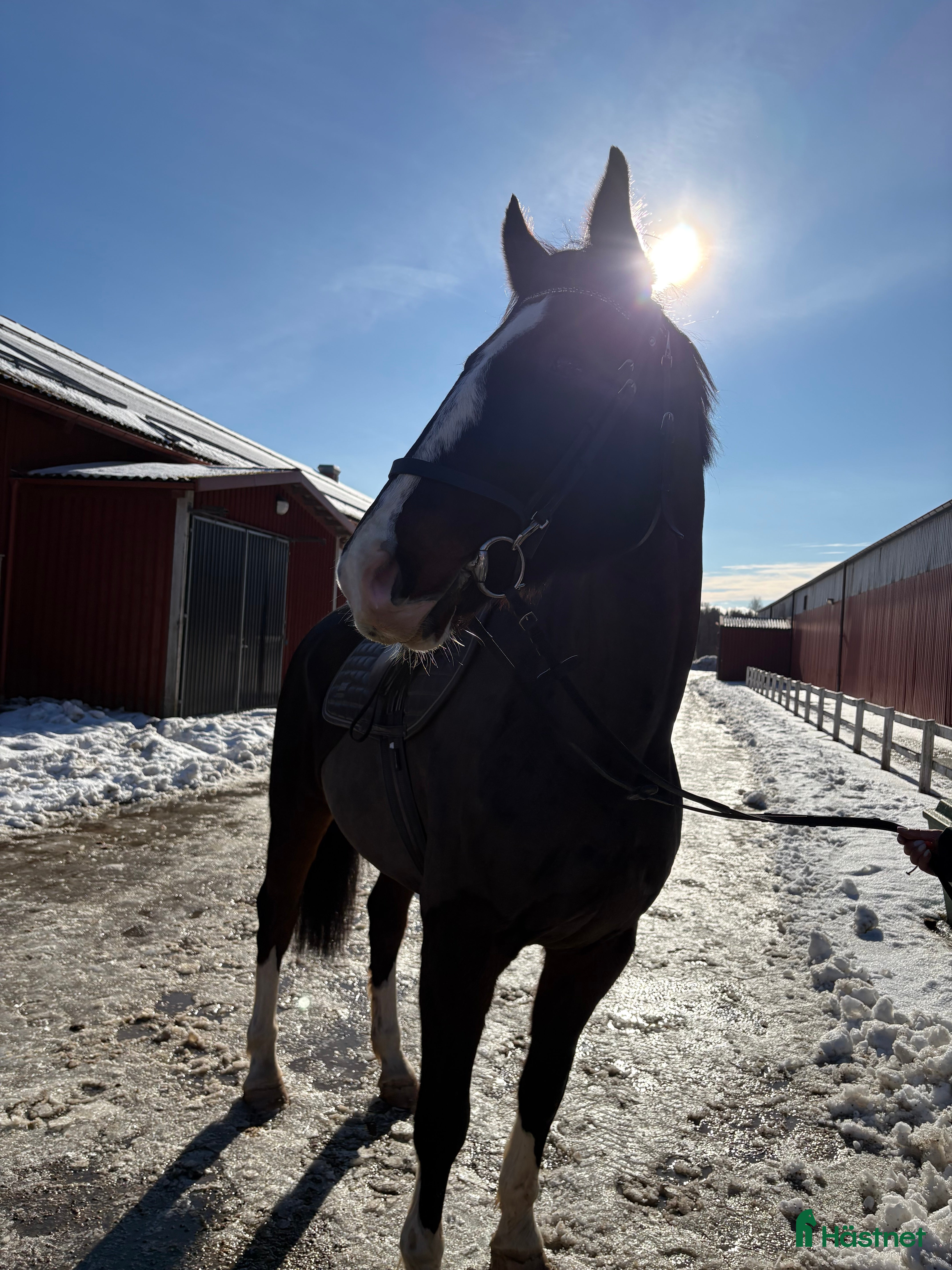  hästar Underbar Valack 10 år  - Annons 1