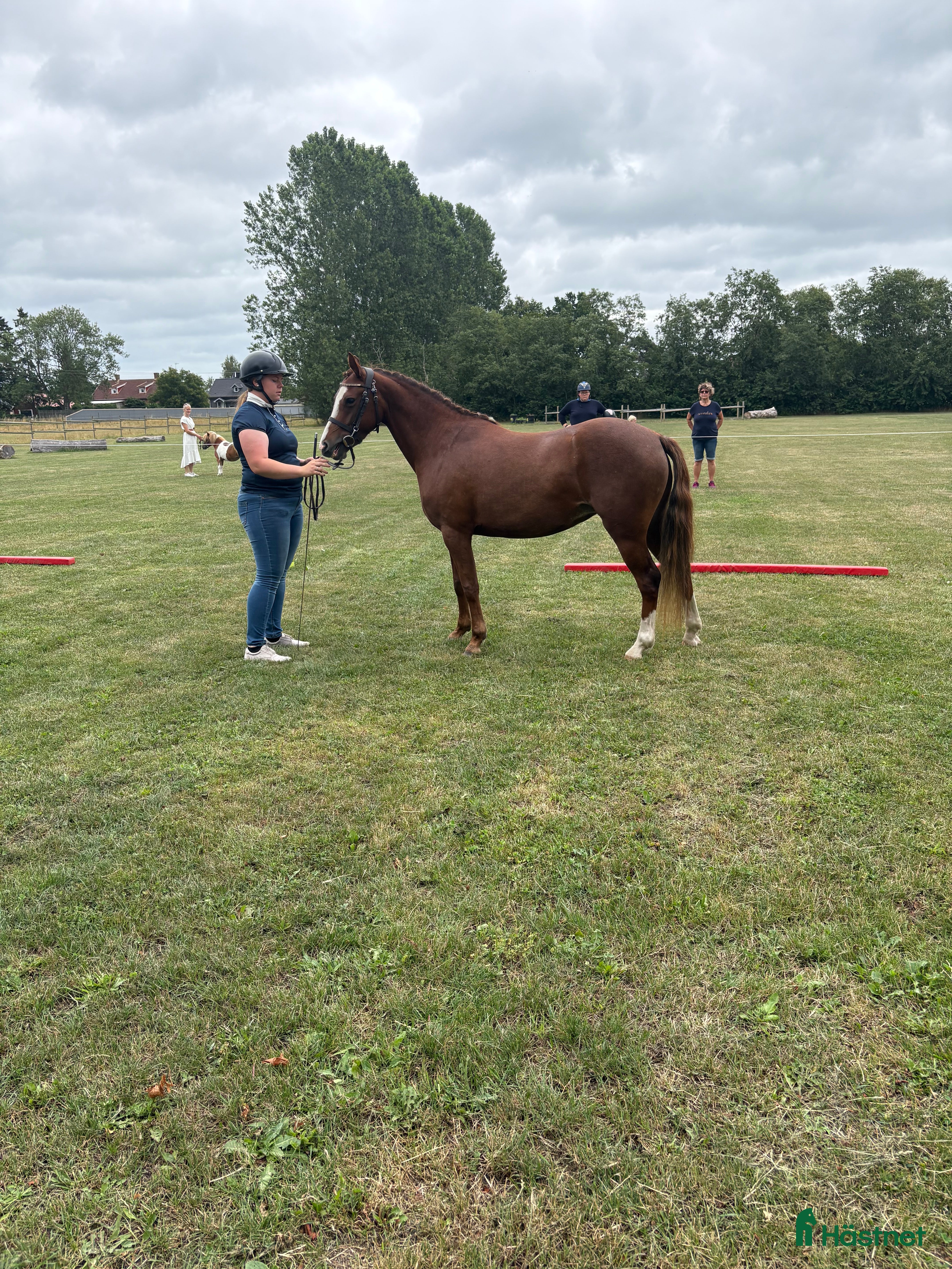  hästar B-ponny lånas ut  - Annons 1