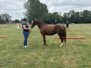 hästar B-ponny lånas ut - Annons 1