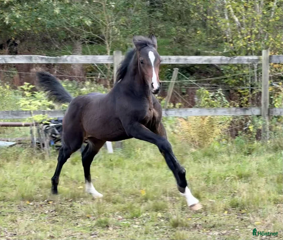 Allround hästar till salu: Superfin, till tävling och hobby! - Annons 9