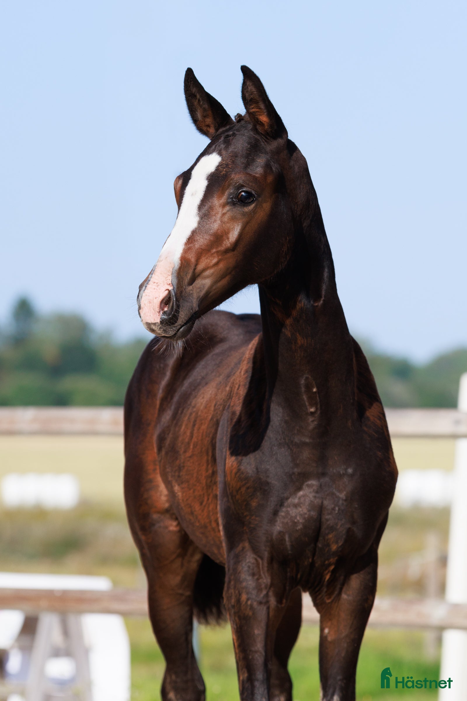  hästar Vackert sto med spännande stam i Östervåla - Annons 22