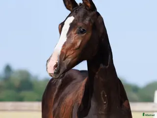 hästar Vackert sto med spännande stam - Annons 6