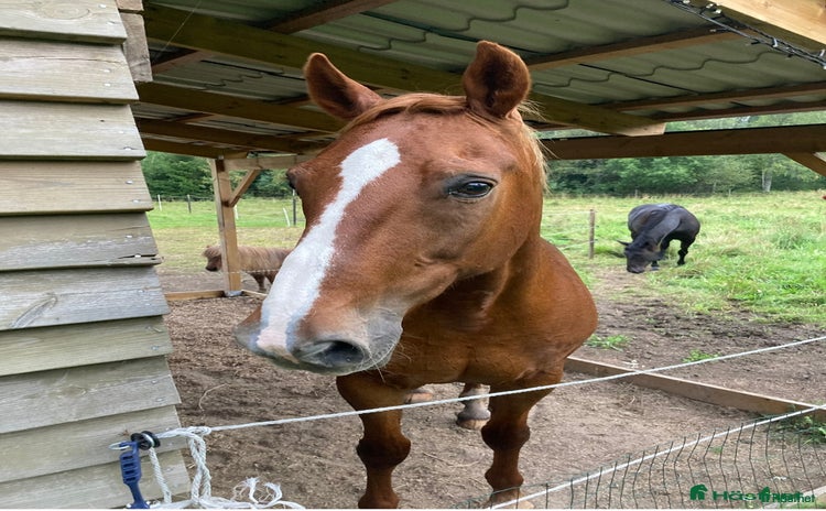  medryttarhäst finnes: Medryttare sökes  i Järna - Annons 5