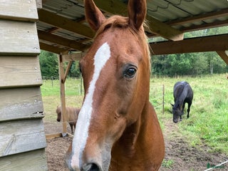 medryttarhäst finnes: Medryttare sökes i Järna - Annons 15