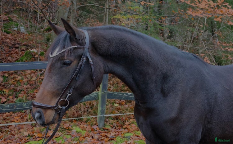  hästar Lovande treåring SWB sto i Lerum - Annons 6