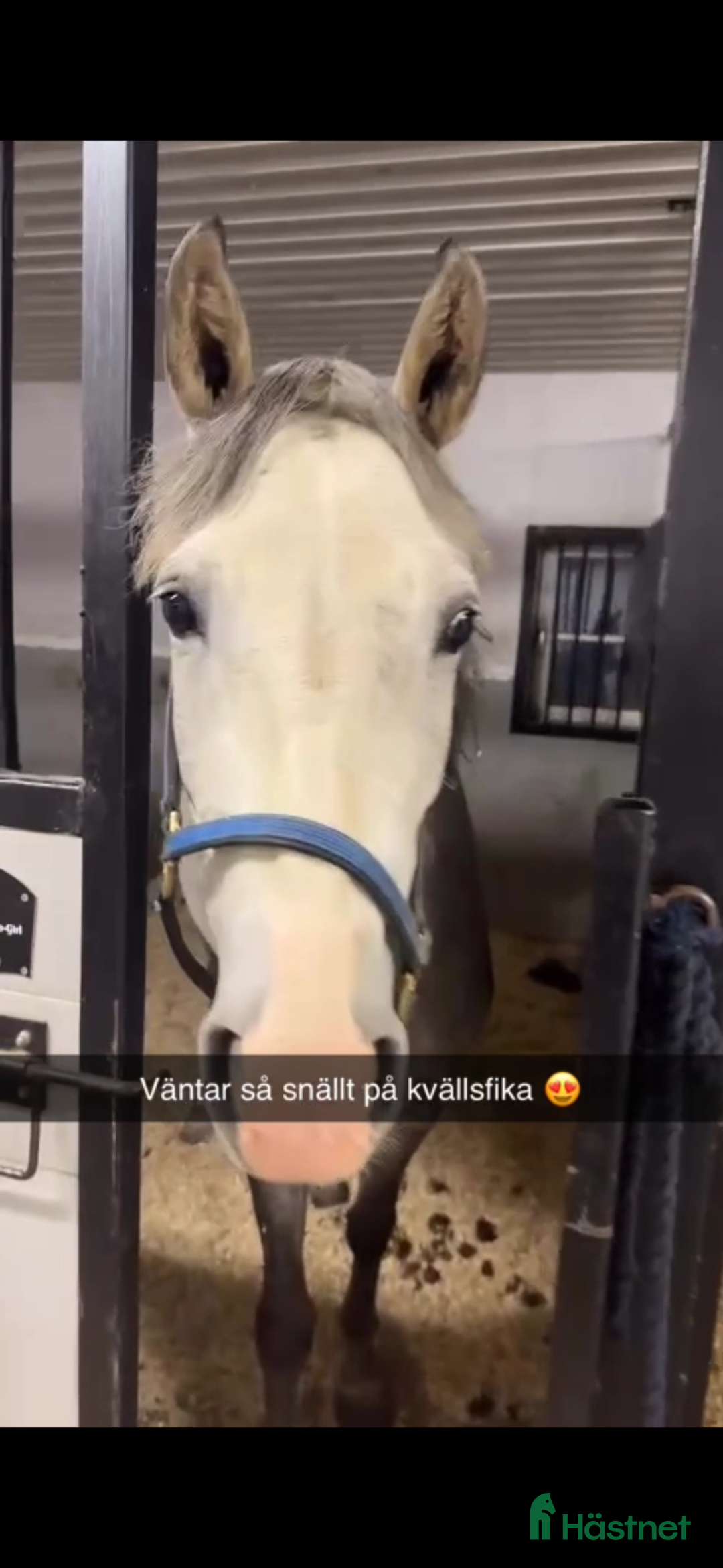 Allround hästar till salu: Welsh partbred sto i Bollnäs - Annons 4