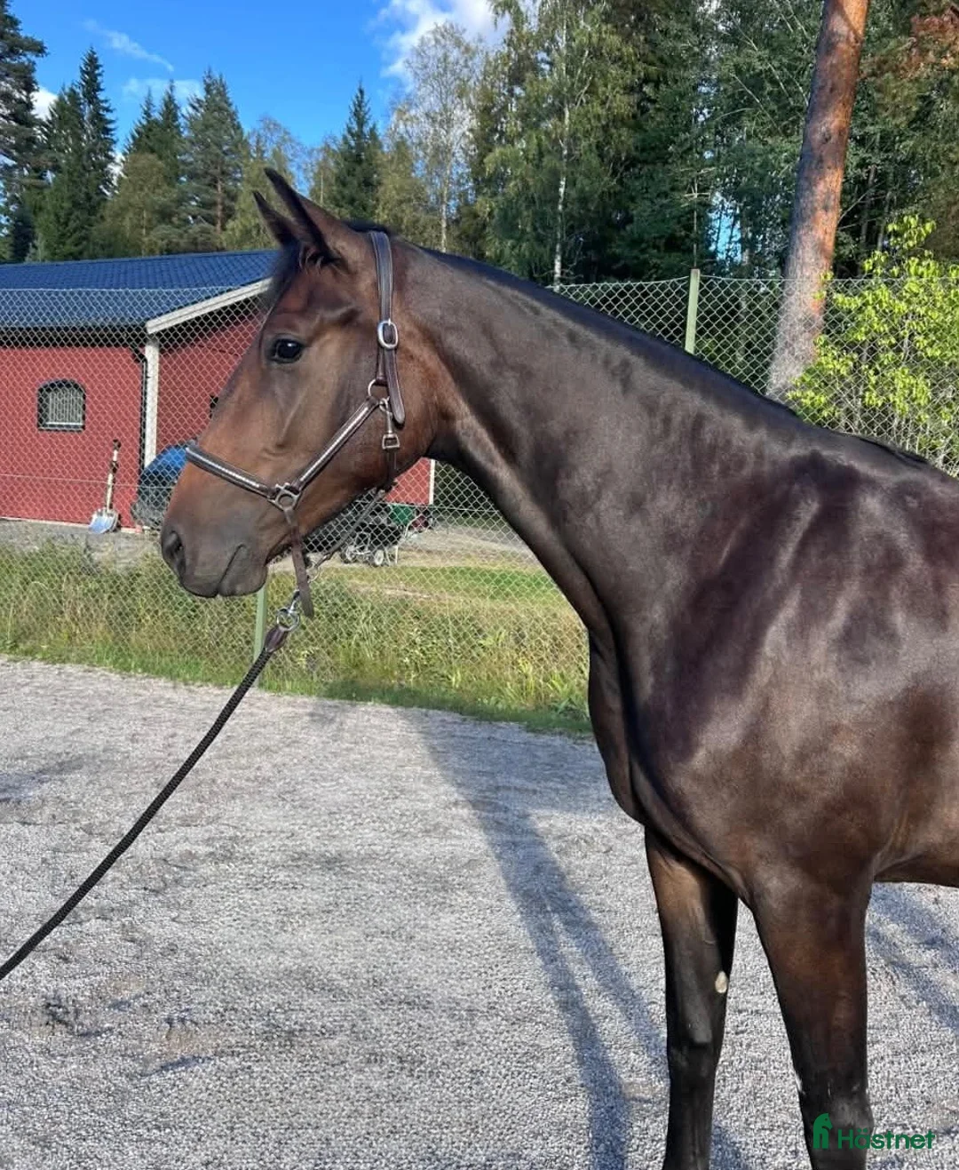 Dressyr hästar till salu: Lovande SWB-sto med spännande dressyrstam - Annons 2