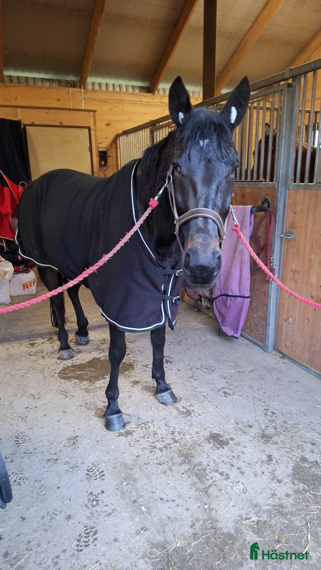 Allround hästar till salu: Ridning körning avel sällskap - Annons 1