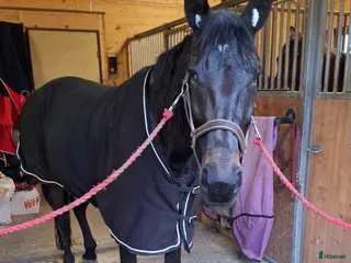 Allround hästar till salu: Ridning körning avel sällskap - Annons 2