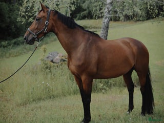 Allround hästar till salu: Underbar familjehäst/skogsmulle/mottagarsto! i Vena - Annons 1