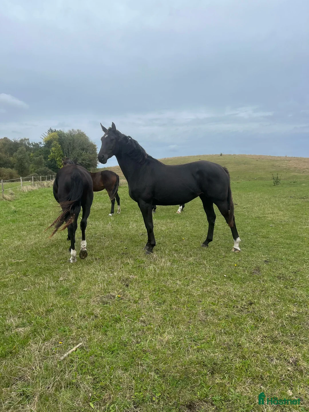 Avelshästar hästar till salu: Vackert sto e.Kjento för avel med toppstam i Ystad - Annons 1