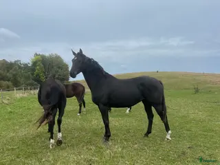 hästar Vackert sto e.Kjento för avel med toppstam i Ystad - Annons 7