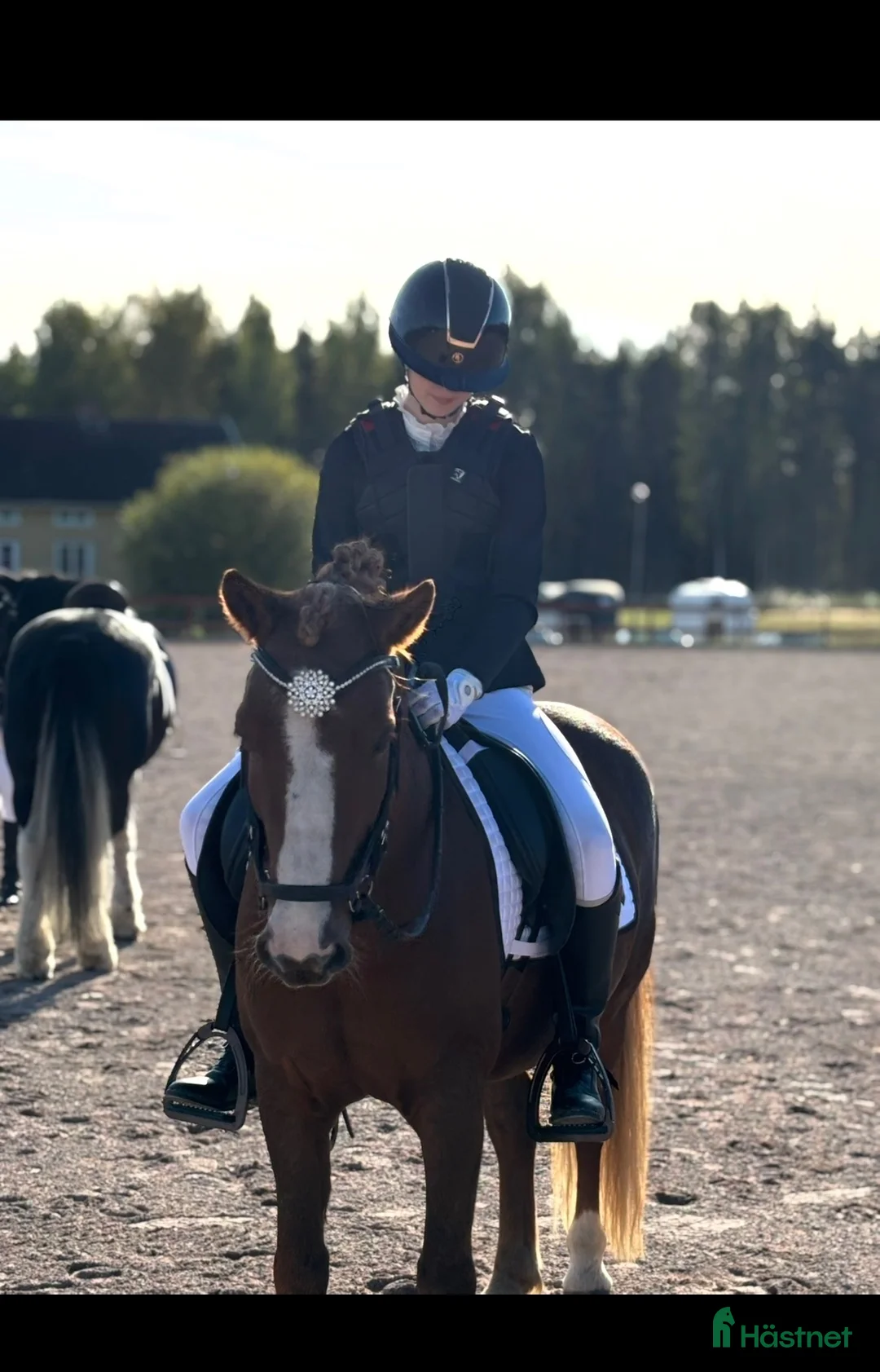Dressyr hästar till salu: Snäll c-ponny till salu - Annons 1