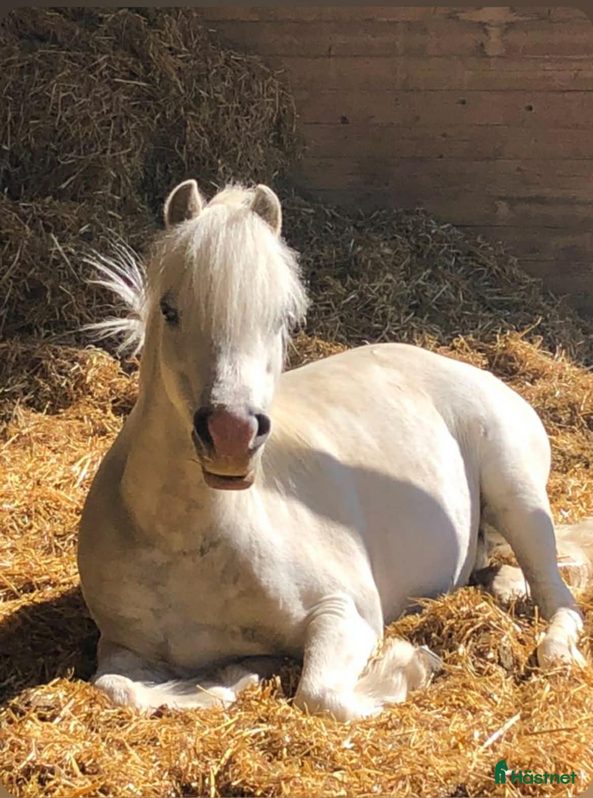  hästar Socker­söt B-ponny med stor charm  - Annons 4