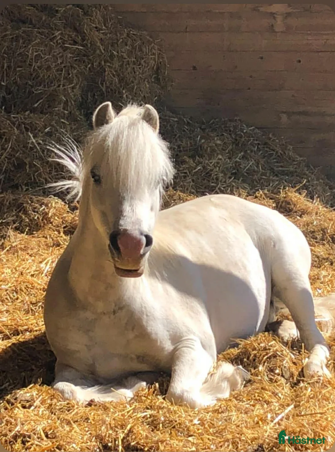 Allround hästar till salu: Socker­söt B-ponny med stor charm  i Sundsvall - Annons 1
