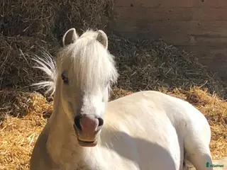 hästar Sockersöt B-ponny med stor charm - Annons 4