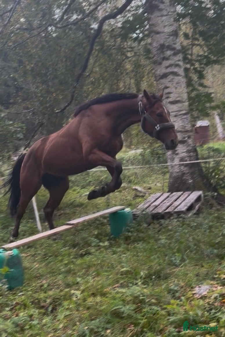  hästar Snygg & genomsnäll valack - Annons 2