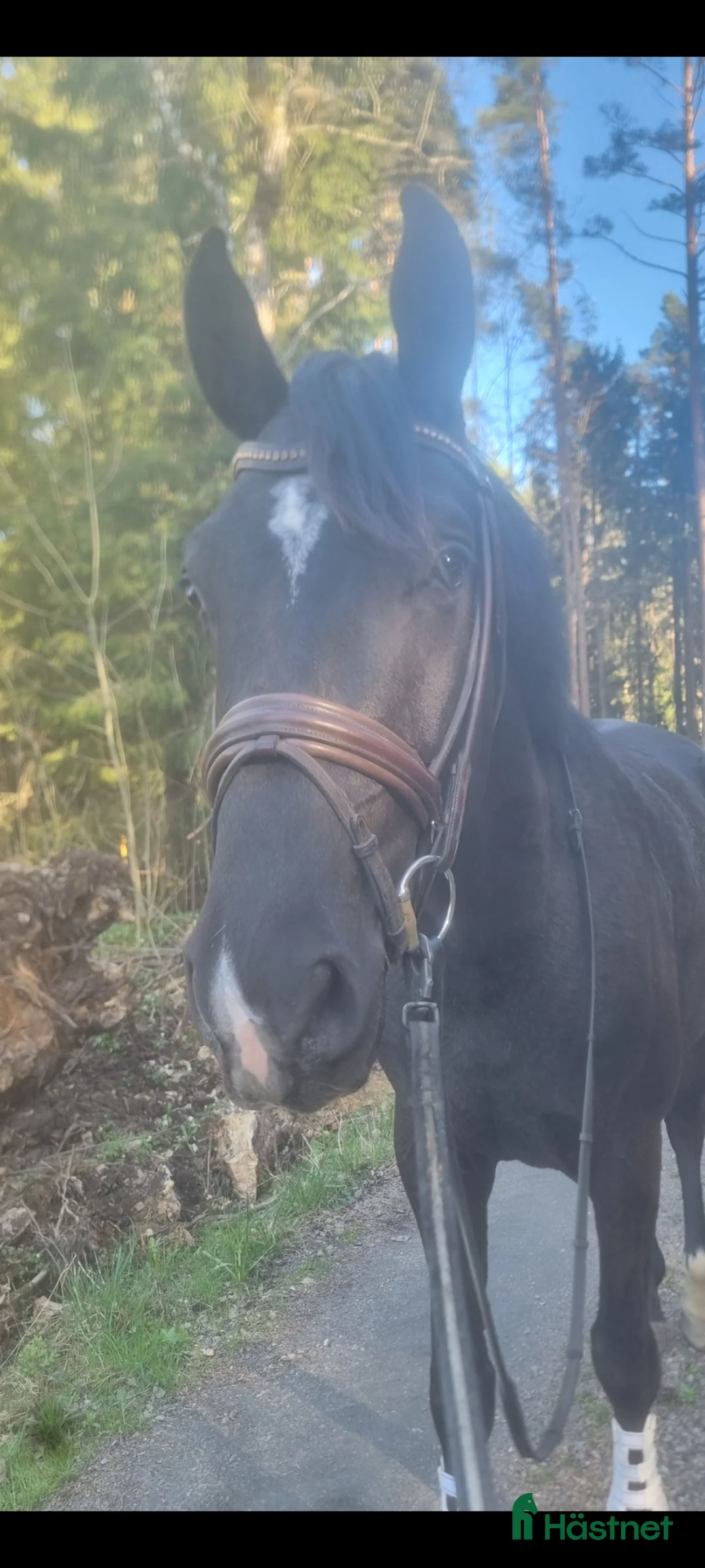 Dressyr hästar till salu: Snäll 4 årig swb valack - Annons 1