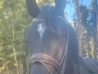 hästar Snäll 4 årig swb valack - Annons 10