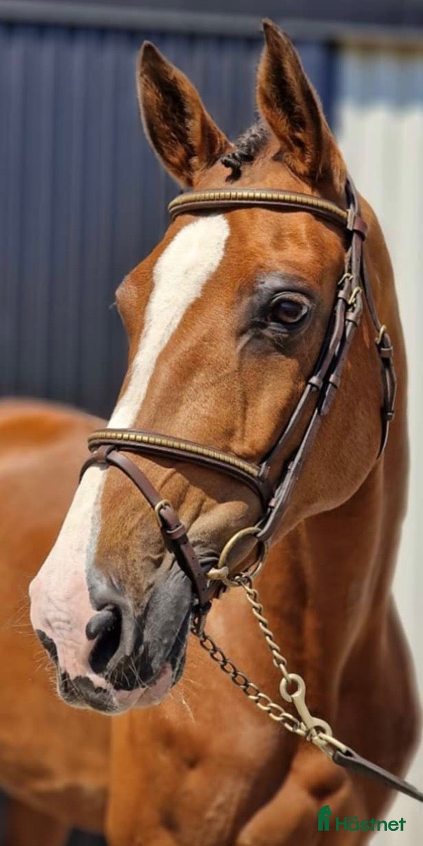  hästar Välstammat sto - Annons 15