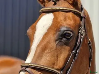 hästar Välstammat sto - Annons 15