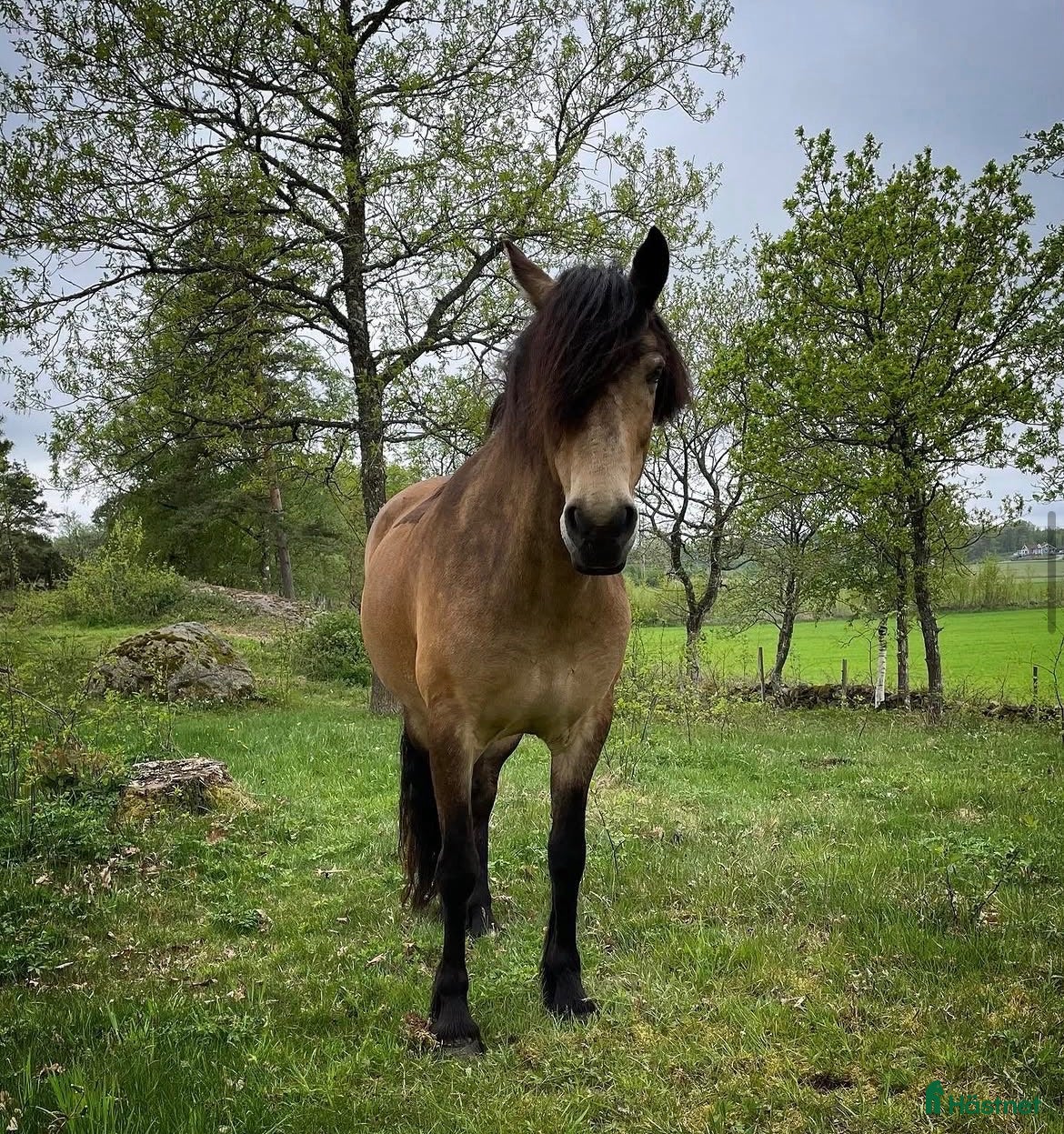  hästar Trevlig allroundponny/första ponny - Annons 4