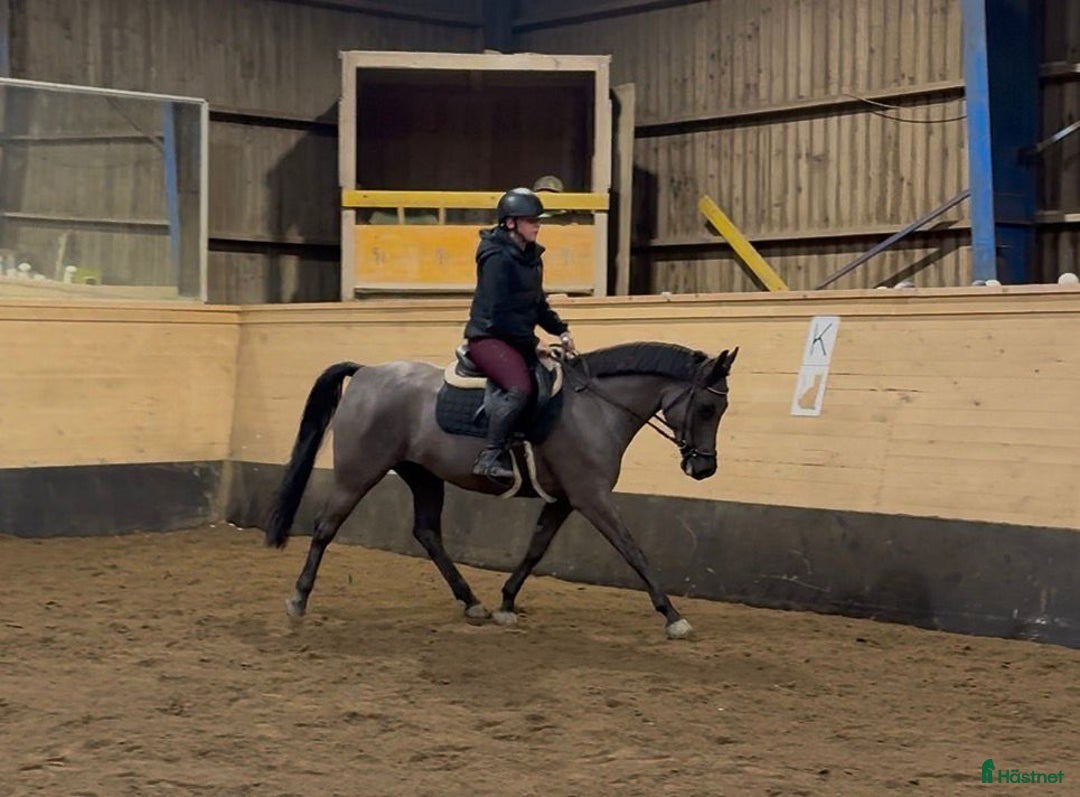 Allround hästar till salu: D-ponny till allround eller verksamhet  i Hjärtum - Annons 2