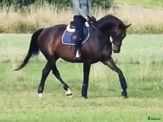 hästar Lyxig hobbyhäst eller avel - Annons 2