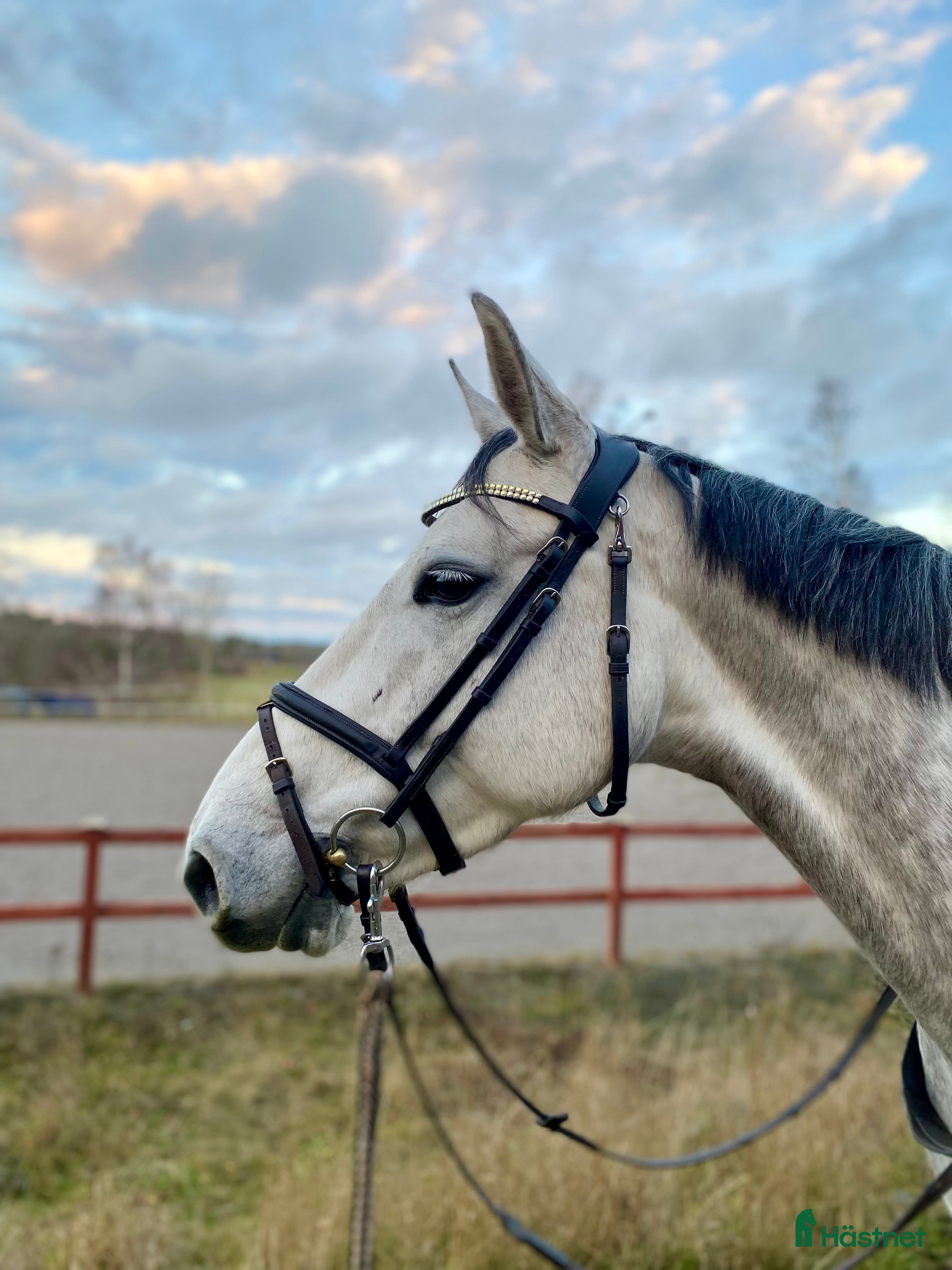  hästar Trevligt sto - Annons 8