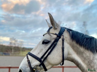 hästar Trevligt sto - Annons 8
