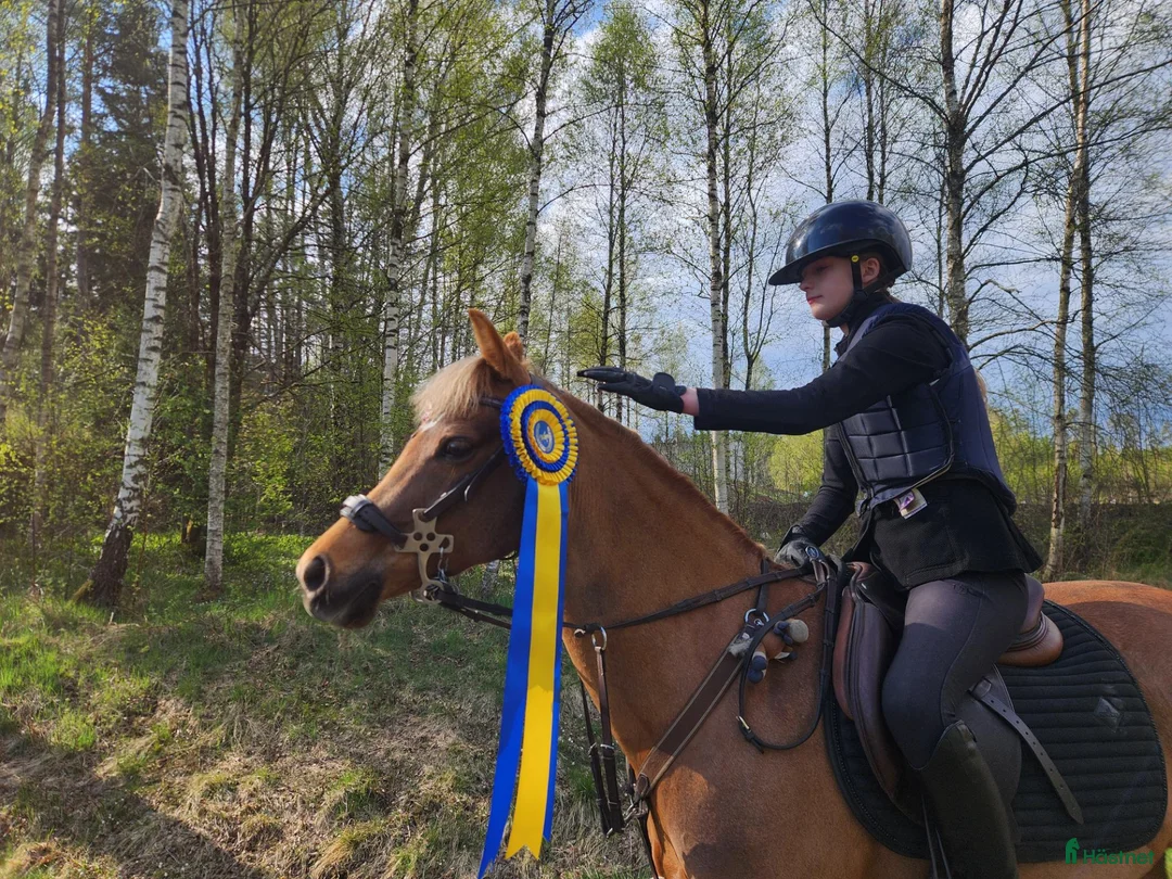 Hoppning hästar sökes: Söker en fin vän och tävlingskamrat - Annons 3