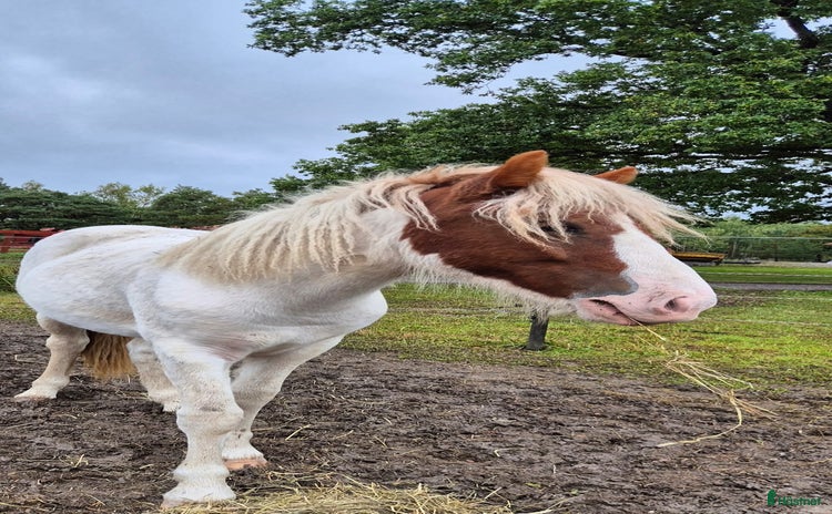  hästar i Eskilstuna - Annons 8