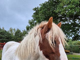 hästar Vacker Fimur dotter i Eskilstuna - Annons 19