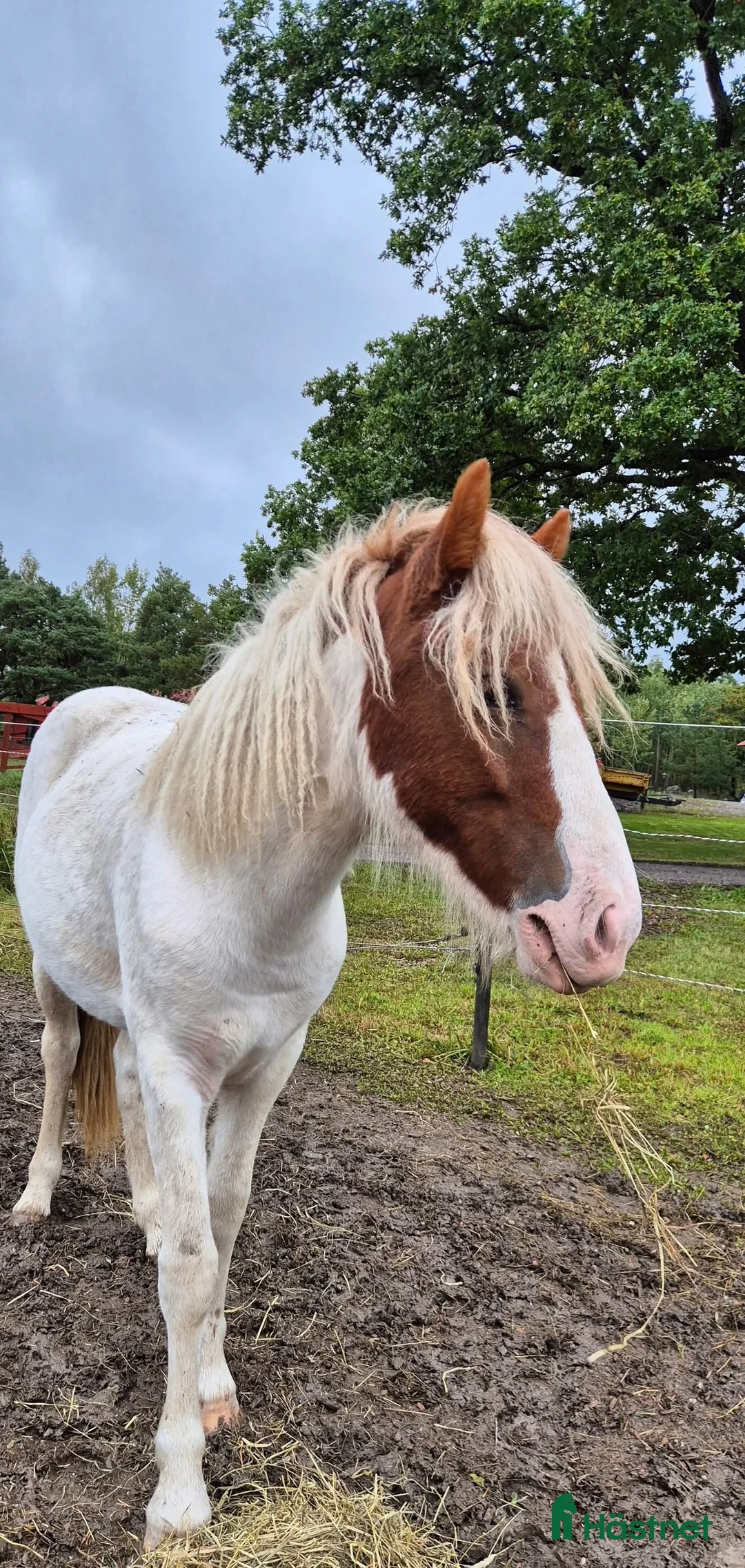 Island hästar till salu: Vacker Fimur dotter i Eskilstuna - Annons 1