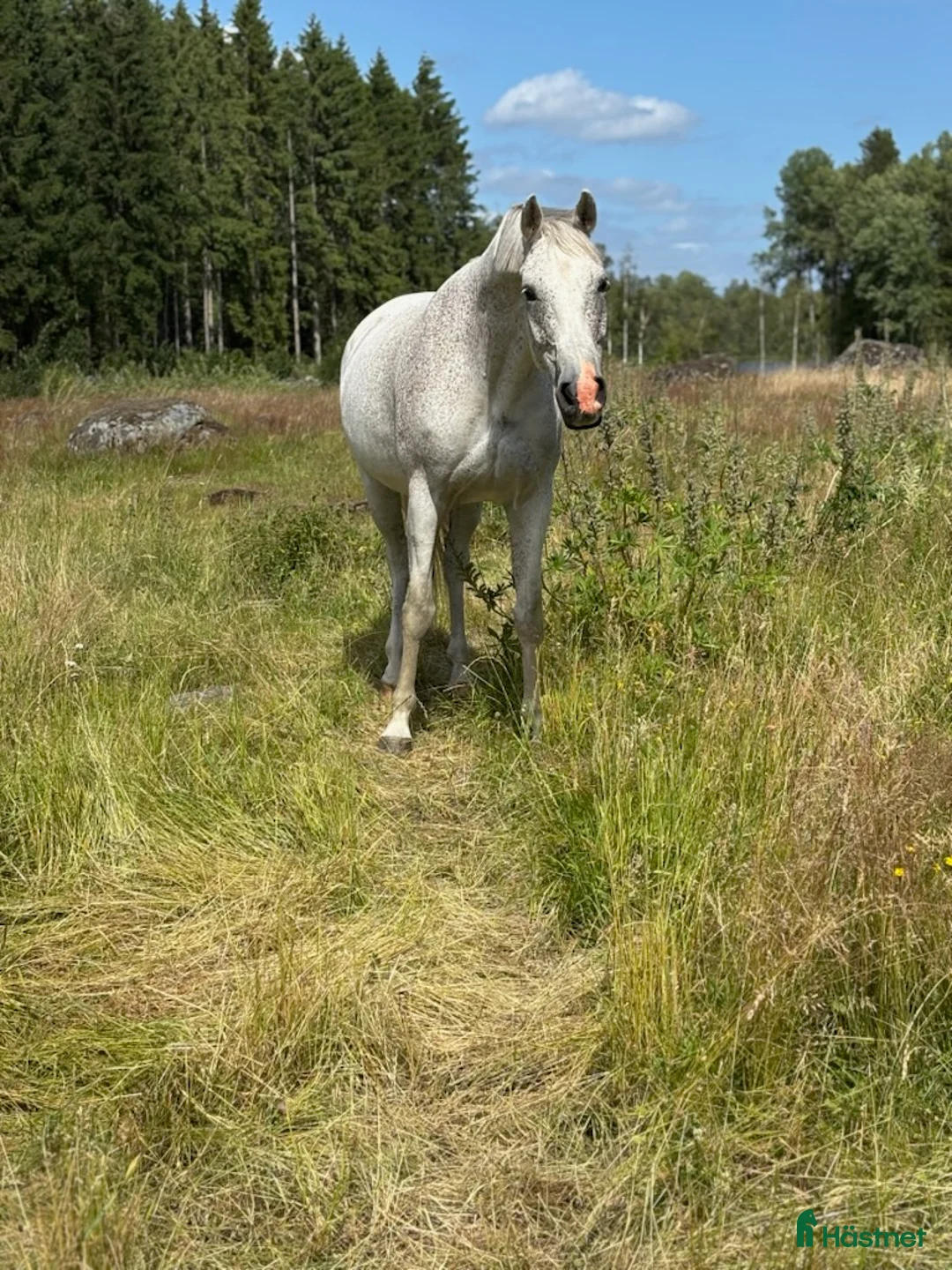 Hoppning hästar till salu: Sto -17 Hoppning 110/120. Perfekt Junior häst. - Annons 2