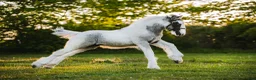 Allround hästar till salu: Fantastisk Irish cob hingstföl  - Annons 6