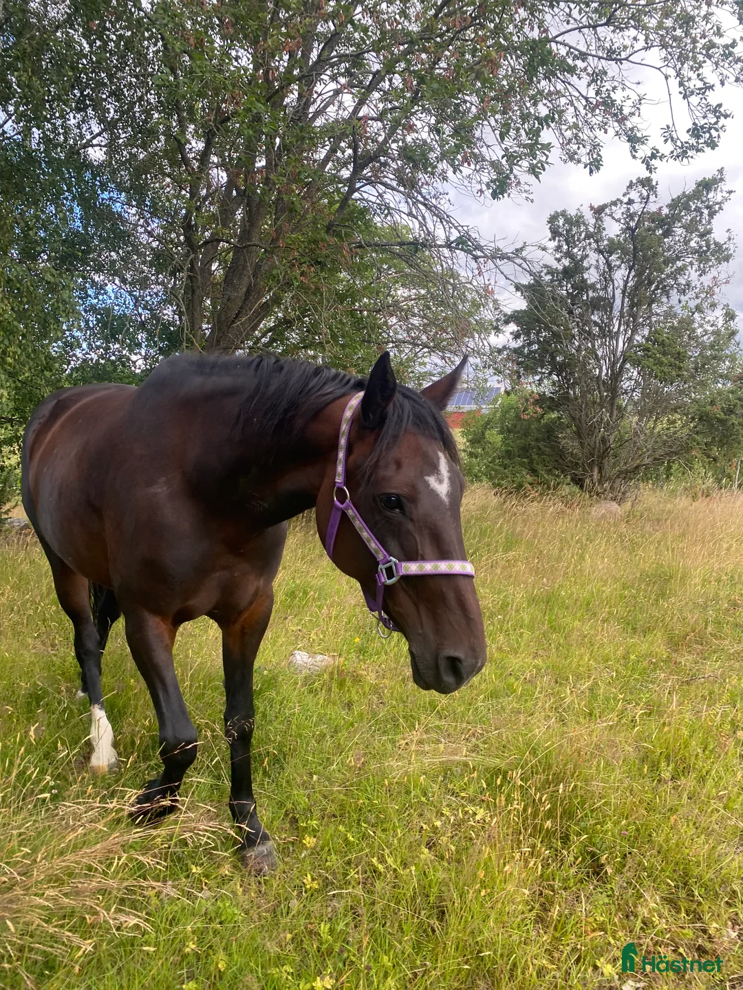 Övrigt hästar till salu: Hästen med det stora hjärtat  - Annons 3