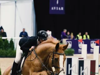 hästar Killen med hjärta av guld - Annons 16