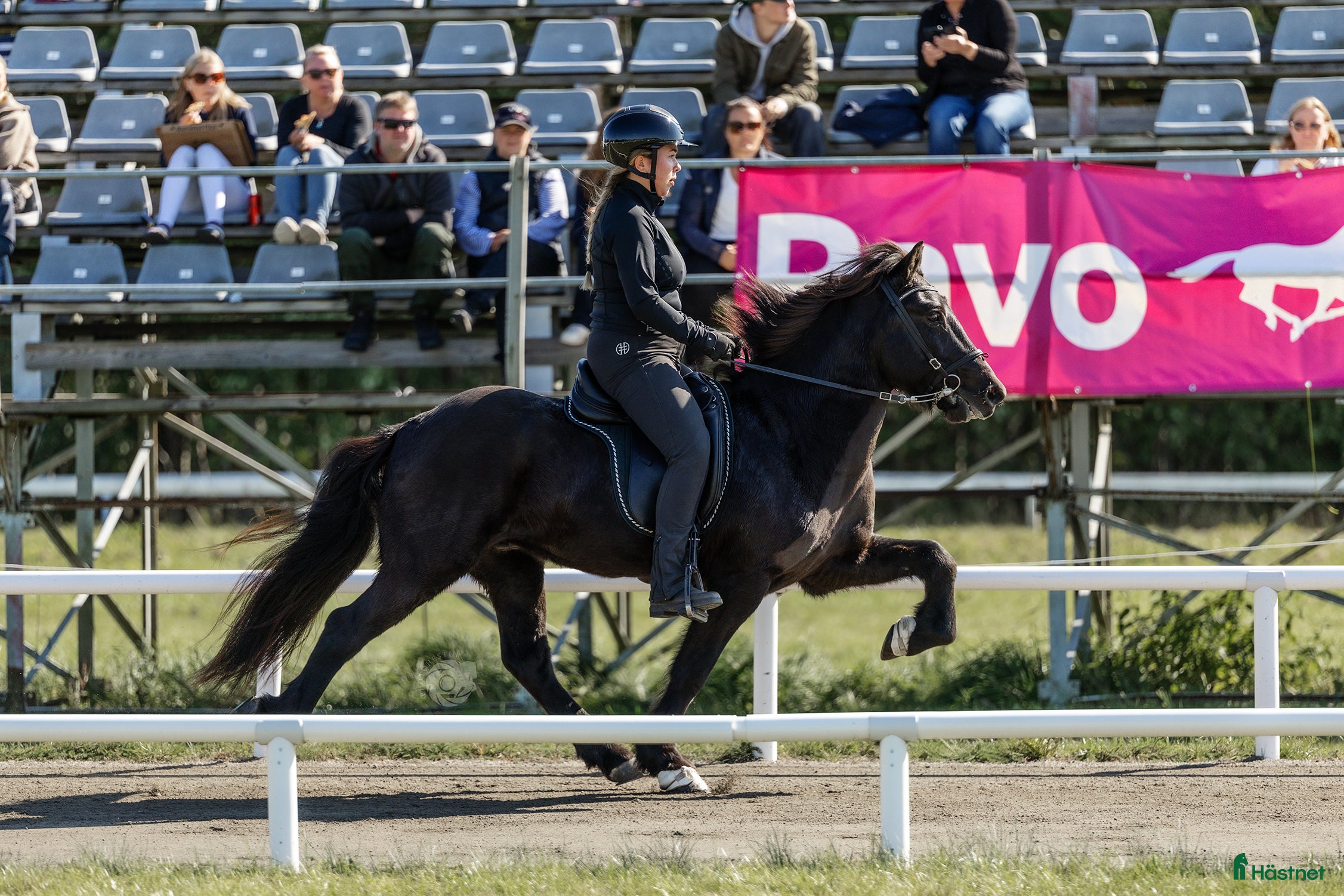  hästar Flott valack i Rengsjö - Annons 6