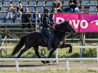 hästar Flott valack i Rengsjö - Annons 5