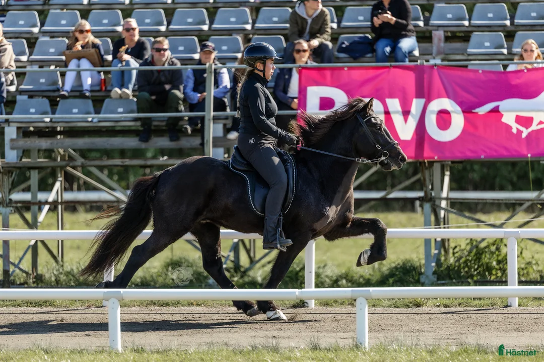 Island hästar till salu: Flott valack i Rengsjö - Annons 1