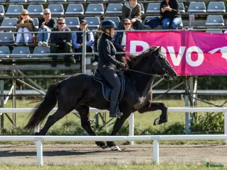 hästar Flott valack i Rengsjö - Annons 7